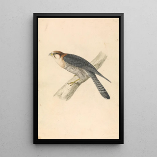 William Swainson - Rufous Necked Falcon.webp