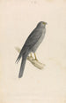 Dark Falcon Painting - William Swainson — artwork view