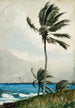Palmboomschilderij in Nassau - Winslow Homer — weergave van het kunstwerk