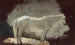 Wit Paard - Winslow Homer — weergave van het kunstwerk
