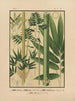 Icons of Japanese Bamboo Pl10 - Yasuyoshi Shirasawa — artwork view