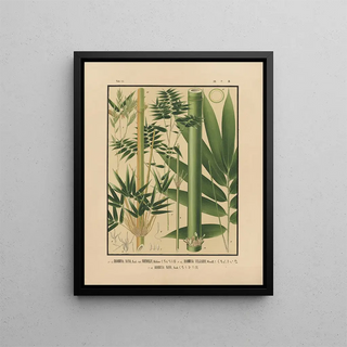 Yasuyoshi Shirasawa - Icones of the bamboos of Japan Nihon chikurui zufu Pl10.webp