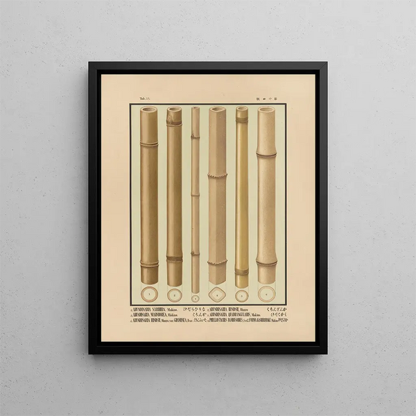 Yasuyoshi Shirasawa - Icones of the bamboos of Japan Nihon chikurui zufu Pl14.webp