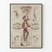Vintage poster van Emilien en Oscar, acrobatische fietsers op een wiel