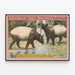 Vintage poster of Forepaugh & Sells Brothers with Asian tapirs — framed artwork on a wall