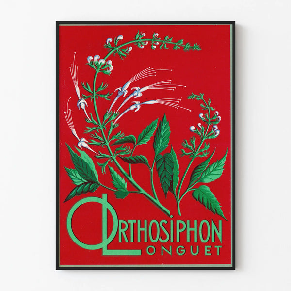 Botanisch Poster Orthosiphon Longuet - Vintage Natuur Wanddecoratie