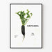 Decoratieve poster Raphabil - Zwarte radijs en groene bladgroei