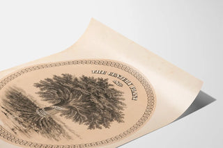 the-century-plant-1876