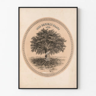 the-century-plant-1876